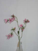 Campanula roze 67cm - 12 stuks